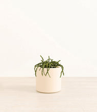 Load image into Gallery viewer, Cream*****Profile