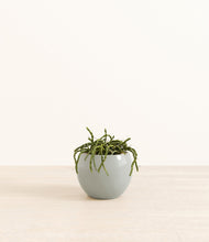 Load image into Gallery viewer, Deep Ocean*****Profile