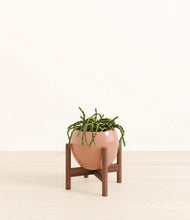 Load image into Gallery viewer, Calm Rose stand:walnut