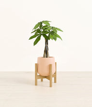 Load image into Gallery viewer, Gentle Pink stand:bamboo