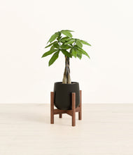 Load image into Gallery viewer, Black stand:walnut