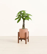 Load image into Gallery viewer, Calm Rose stand:walnut