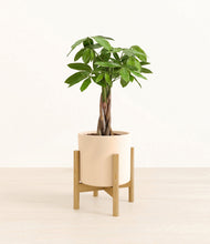 Load image into Gallery viewer, Cream stand:bamboo