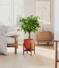 Load image into Gallery viewer, Earth Red stand:walnut