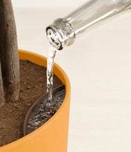 Load image into Gallery viewer, Sunset Orange stand:all