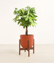 Load image into Gallery viewer, Earth Red stand:walnut