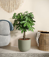 Load image into Gallery viewer, Sage Green