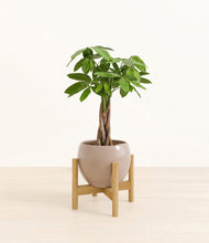 Load image into Gallery viewer, Desert Brown stand:bamboo