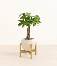 Load image into Gallery viewer, Shiny EggWhite stand:bamboo