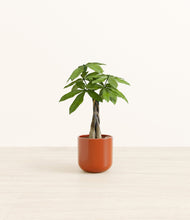 Load image into Gallery viewer, Glossy Red*****Profile