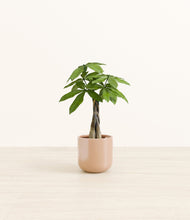 Load image into Gallery viewer, Glossy Pink*****Profile