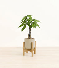 Load image into Gallery viewer, Sage Green stand:bamboo
