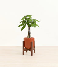 Load image into Gallery viewer, Glossy Red stand:walnut