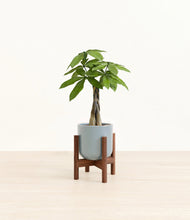 Load image into Gallery viewer, Misty Blue stand:walnut