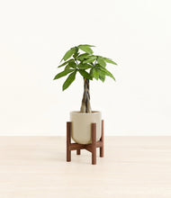 Load image into Gallery viewer, Sage Green stand:walnut