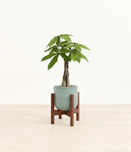 Load image into Gallery viewer, Reactive Aqua stand:walnut