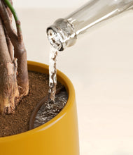 Load image into Gallery viewer, Mustard stand:all