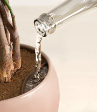 Load image into Gallery viewer, Calm Rose stand:all