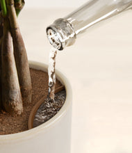 Load image into Gallery viewer, Arctic Whisper