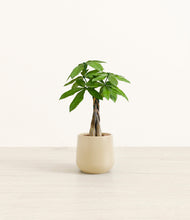 Load image into Gallery viewer, Almond Green*****Profile