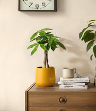 Load image into Gallery viewer, Mustard