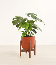 Load image into Gallery viewer, Earth Red stand:walnut