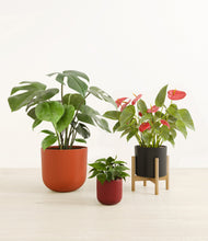 Load image into Gallery viewer, Crimson Cascade