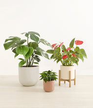 Load image into Gallery viewer, Earthen Harmony