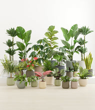 Load image into Gallery viewer, Countryside