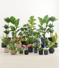 Load image into Gallery viewer, Eclipse