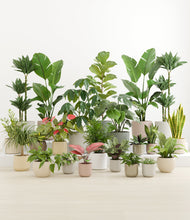 Load image into Gallery viewer, Frosted Dawn