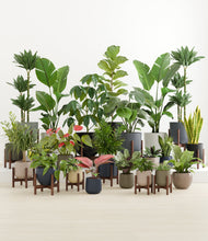 Load image into Gallery viewer, Winding River stand:fourteen_stands