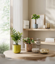 Load image into Gallery viewer, Pixie Petals