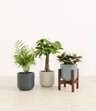 Load image into Gallery viewer, Pebble Shore stand:one_stand