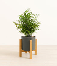 Load image into Gallery viewer, Dark Olive stand:light