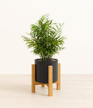 Load image into Gallery viewer, Black stand:light