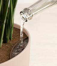 Load image into Gallery viewer, Sandy Pink stand:all