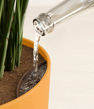 Load image into Gallery viewer, Sunset Orange stand:all