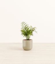 Load image into Gallery viewer, Sage Green*****Profile