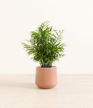 Load image into Gallery viewer, Calm Rose*****Profile