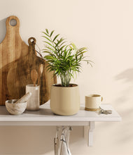 Load image into Gallery viewer, Almond Green