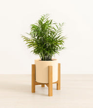 Load image into Gallery viewer, Cream stand:light