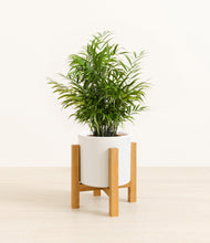 Load image into Gallery viewer, White stand:light