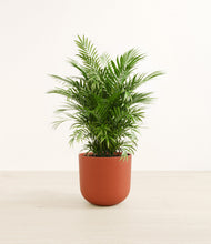 Load image into Gallery viewer, Earth Red*****Profile