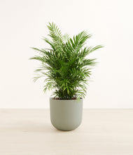 Load image into Gallery viewer, Sage Green*****Profile