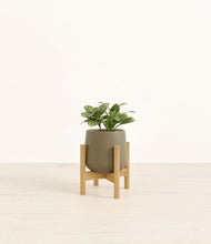 Load image into Gallery viewer, Olive stand:bamboo