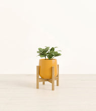 Load image into Gallery viewer, Mustard stand:bamboo