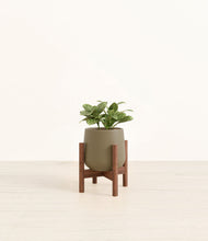 Load image into Gallery viewer, Olive stand:walnut