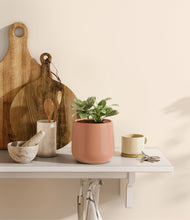 Load image into Gallery viewer, Calm Rose