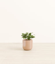 Load image into Gallery viewer, Glossy Pink